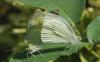 Pieris rapae